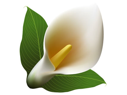 Calla Lily