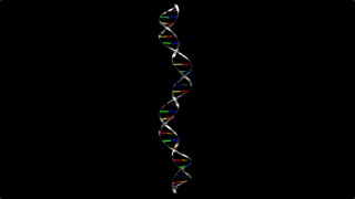 DNA Helix